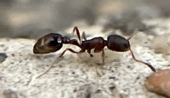 Cardiocondyla mauritanica