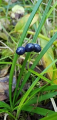Clintonia