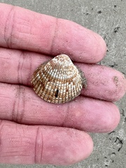 Dinocardium robustum