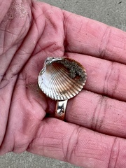 Dinocardium robustum