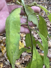Hybanthus concolor