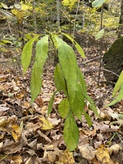 Hybanthus concolor