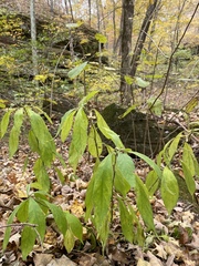 Hybanthus concolor