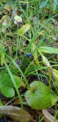 Clintonia