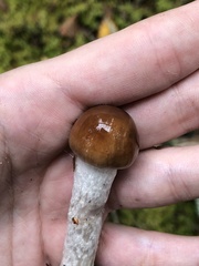 Cortinarius mucosus