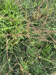 Rumex brownii