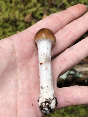 Cortinarius mucosus