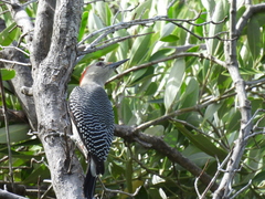 Melanerpes pygmaeus