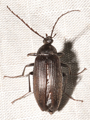 Capnochroa fuliginosa