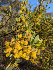 Acacia brachybotrya