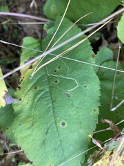 Phytomyza asterophaga