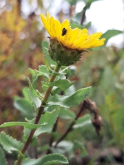 Grindelia inuloides