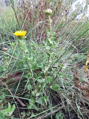 Grindelia inuloides