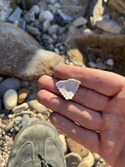 Strongylocentrotus purpuratus