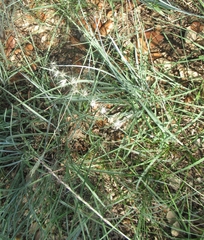 Bouteloua rigidiseta