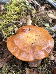 Suillus grevillei