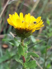 Grindelia inuloides