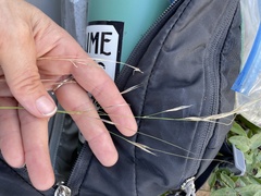 Piptochaetium avenacioides