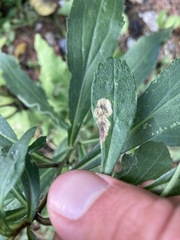 Nemorimyza posticata