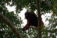 Pongo pygmaeus morio