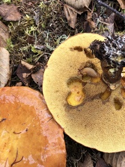 Suillus grevillei