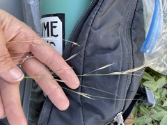 Piptochaetium avenacioides