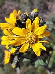 Aldama buddlejiformis