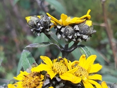 Aldama buddlejiformis