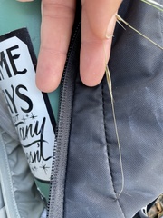 Piptochaetium avenacioides