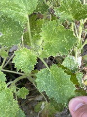 Eucnide bartonioides