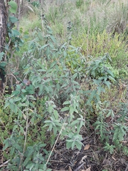 Aldama buddlejiformis