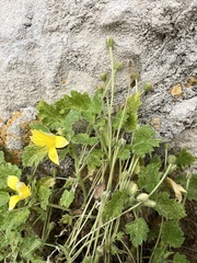 Eucnide bartonioides
