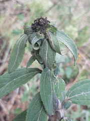 Aldama buddlejiformis