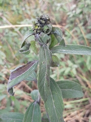 Aldama buddlejiformis