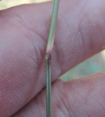 Bouteloua rigidiseta
