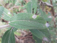 Aldama buddlejiformis