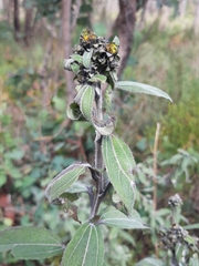 Aldama buddlejiformis