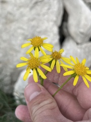 Senecio flaccidus