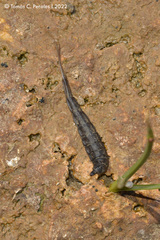 Stratiomyini
