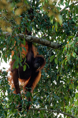 Pongo pygmaeus morio