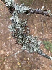 Platismatia tuckermanii