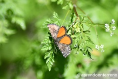 Lachnocephala vellosata