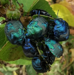 Pachycoris