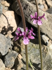 Stachys philippiana