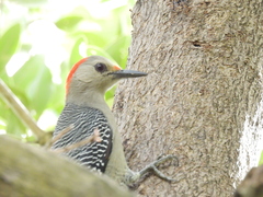 Melanerpes pygmaeus