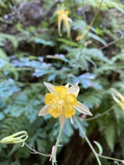 Aquilegia chrysantha