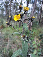 Aldama buddlejiformis