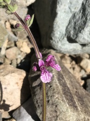 Stachys philippiana