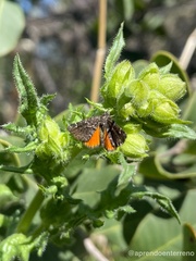Lachnocephala vellosata