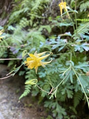 Aquilegia chrysantha